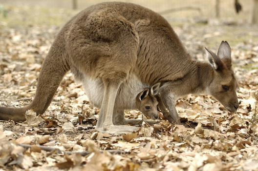 Kangaroo One