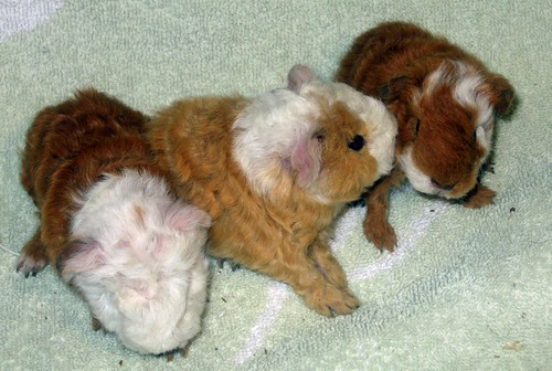 Texel Pups Born on 5/10/08
