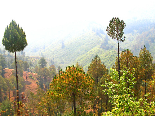 Trees trimmed of lower branches on the mountainside, Nepal