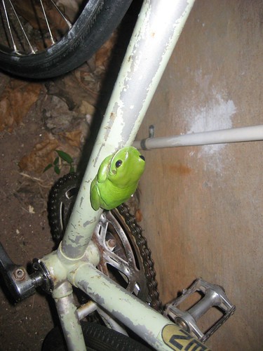 Green Tree Frog Nakara