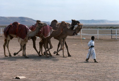 Camels being led by boy