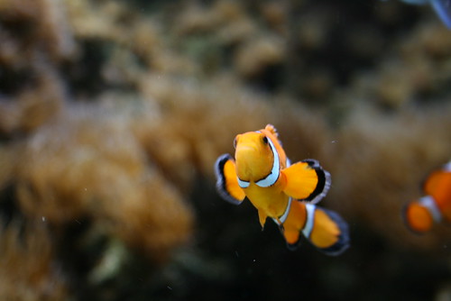 I Found Nemo!