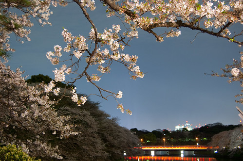 Sakura de noche