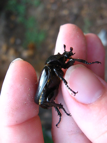 hermit beetle