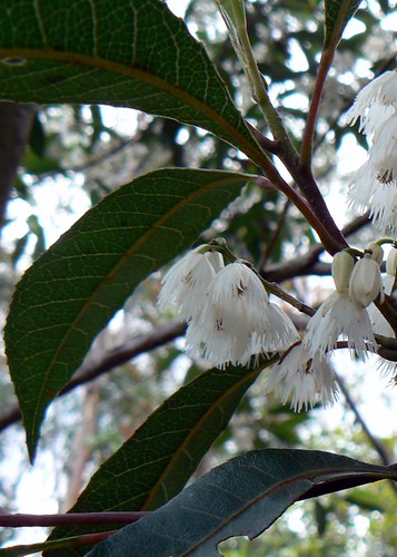 Elaeocarpus reticulatus.