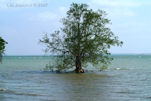 DSCF9254 solitary mangrove