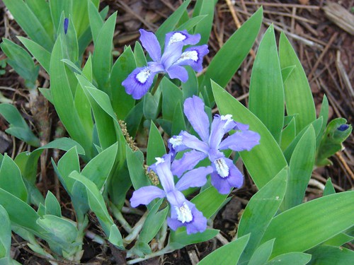 reticulated iris in bloom