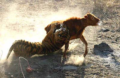 Tigre de Bali -(Extinto) par danielt149
