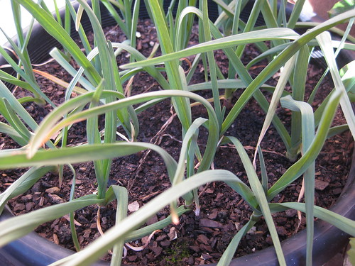 Growing Organic Garlic