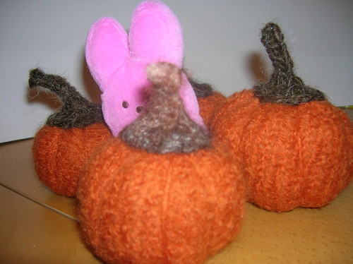 Peep Bunny in Pumpkin Patch