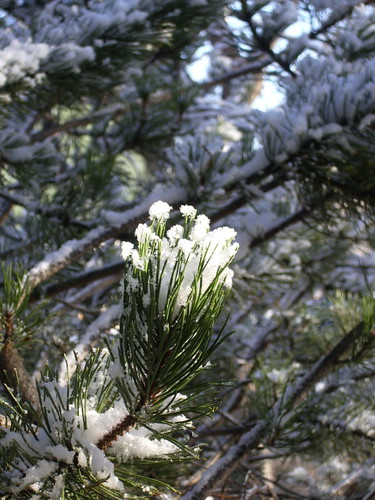 pine snow1