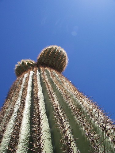 Cactus near Phoenix, Arizona