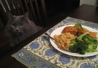 dinner for cats...