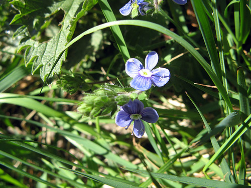 Liten blå blomma