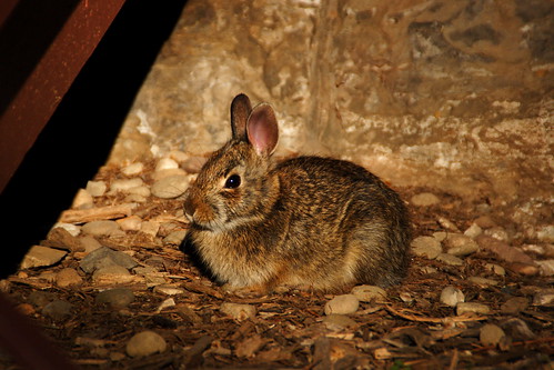 A small Rabbit