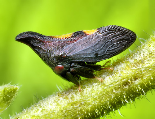 Thorn Mimic Treehopper (Enchenopa) by Thomas Shahan.