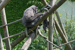 Grauer Gibbon - Mutter & Junges