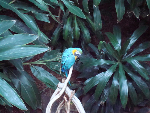 Parrot at Discovery Place