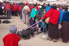 Live animal market in Guamote