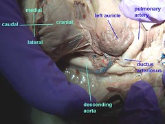 Thorax and heart of a fetal pig