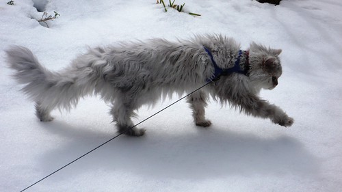 Fluffy's first walk on snow