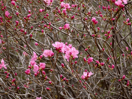 Missouri Botanical (Shaw's) Garden, in Saint Louis, Missouri, USA - pink flowers 2