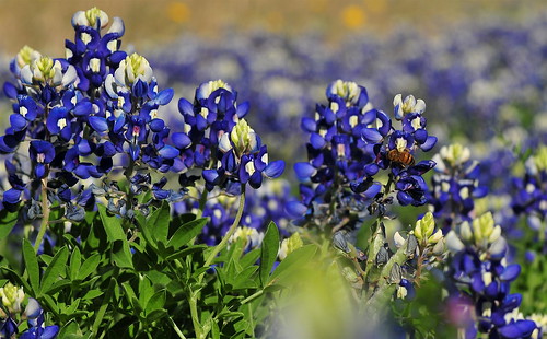 bluebonnets with bee