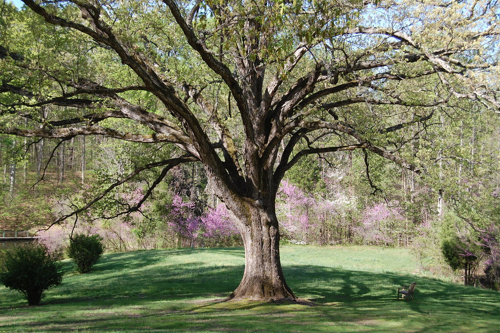 Ancient oak