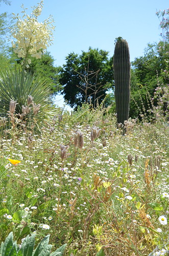 Arizona 2011 416