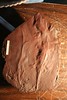 330mya pennsylvania temnospondyls