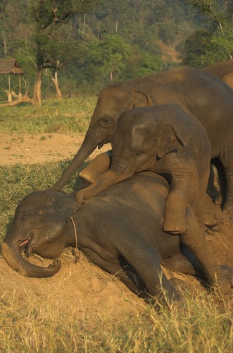 pile of baby elephants