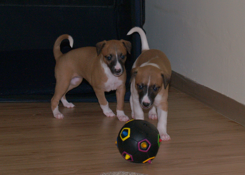 Whippet puppies 4,5 weeks old: Anuket & Arctic
