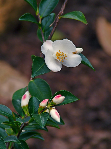 Missouri Botanical Gardens, in Saint Louis, Missouri - white flowers 3