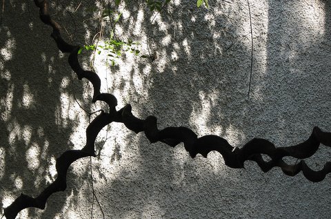 pattern of vine against stucco wall IISc 160408