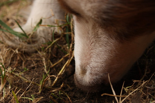 Buster eats dirt. 