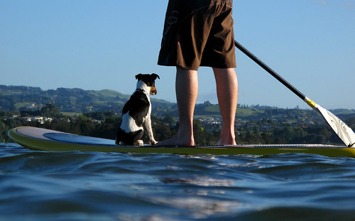 paddleboard, charlie and the dog by suptauranga