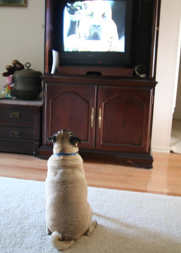 Watching the Dog Show on Thanksgiving