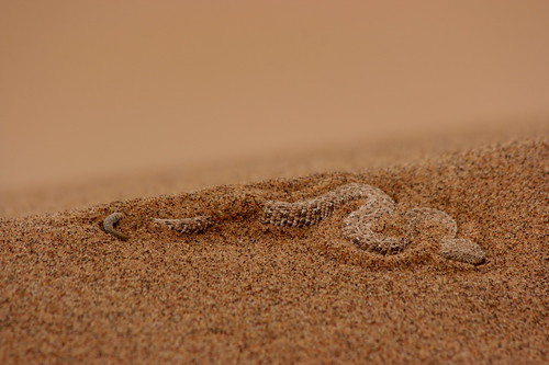 那米比沙漠清晨凍僵的響尾蛇The Peringueys Adder