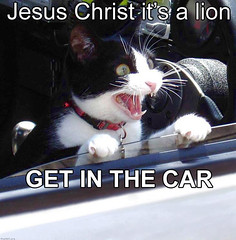 JESUS CHRIST ITâ��S AÂ LION