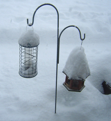 Home - Bird Snow
