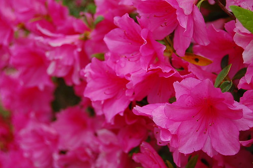 Azaleas in our front yard