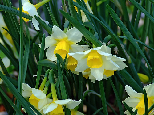 Missouri Botanical ("Shaw's") Garden, in Saint Louis, Missouri, USA - Daffodil