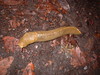a slug on the trail