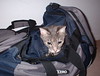 Day 17 - Xena explores my duffel bag