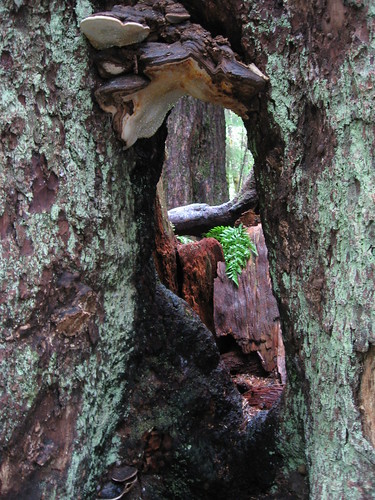 Mushroom Tree