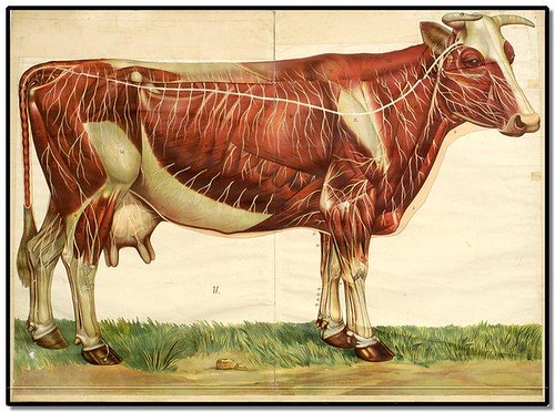 De Koe (cow) by HM Kroon 1912