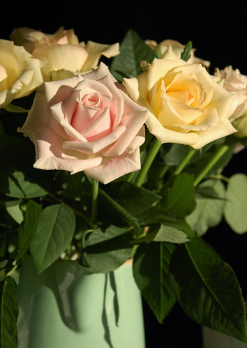 roses from flemington market