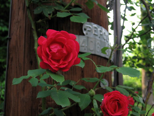 sidewalk roses