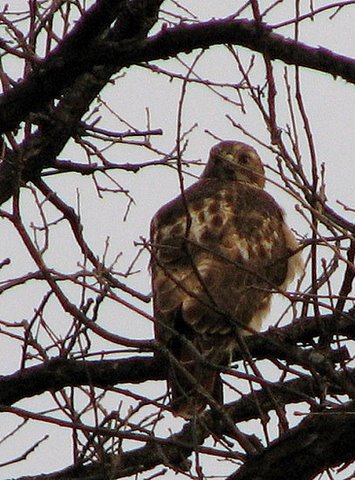 red-tailed hawk look forest park