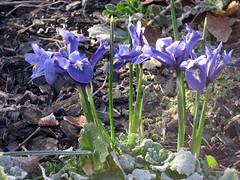 miniature iris in spring